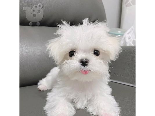 Η Pedigree Maltese Fija γέννησε 4 υγιή κουτάβια.
